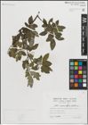 Foto von Salix myrsinifolia Salisb.